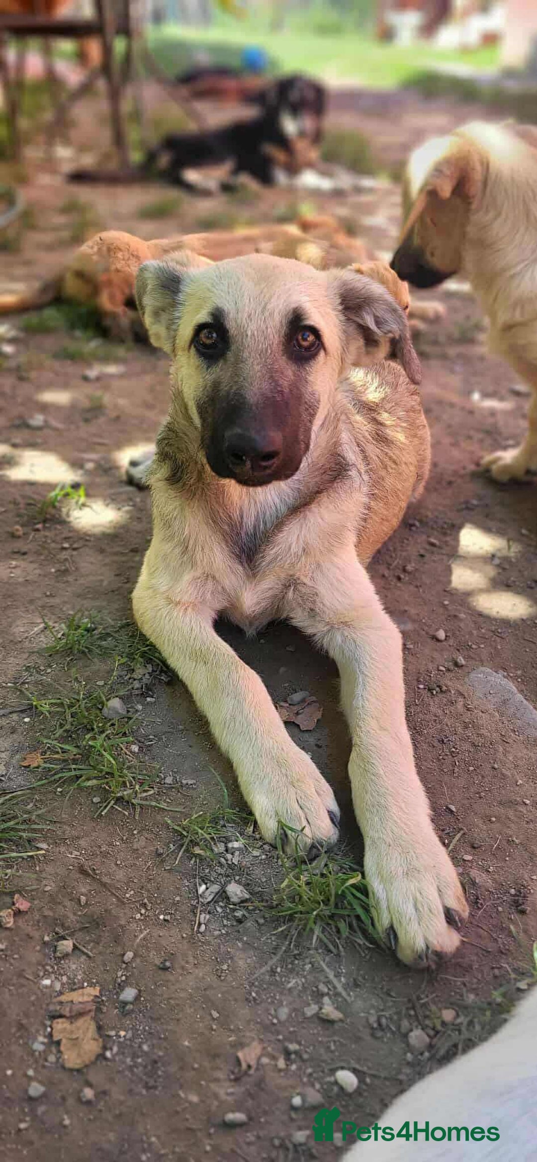 Mixed Breed dogs for adoption: MITZI-loving/ friendly / sociable / affectionate  - Image 1