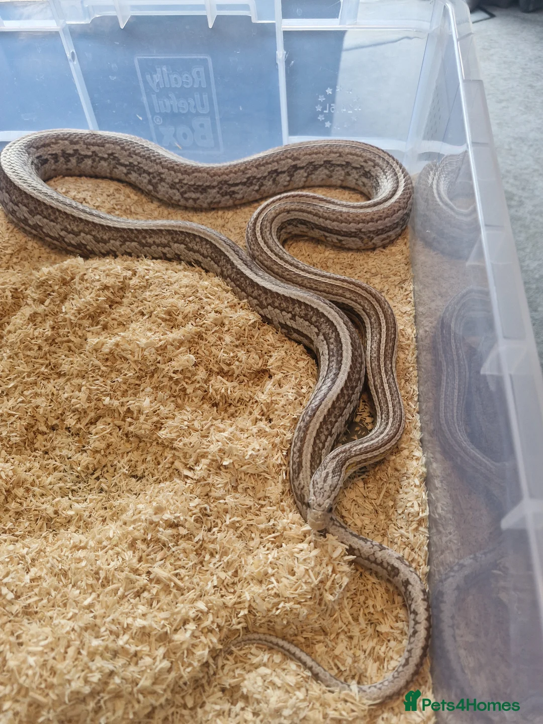 Corn Snake reptiles for sale: Tessera cornsnake female 100%het lavender anery  - Advert 2