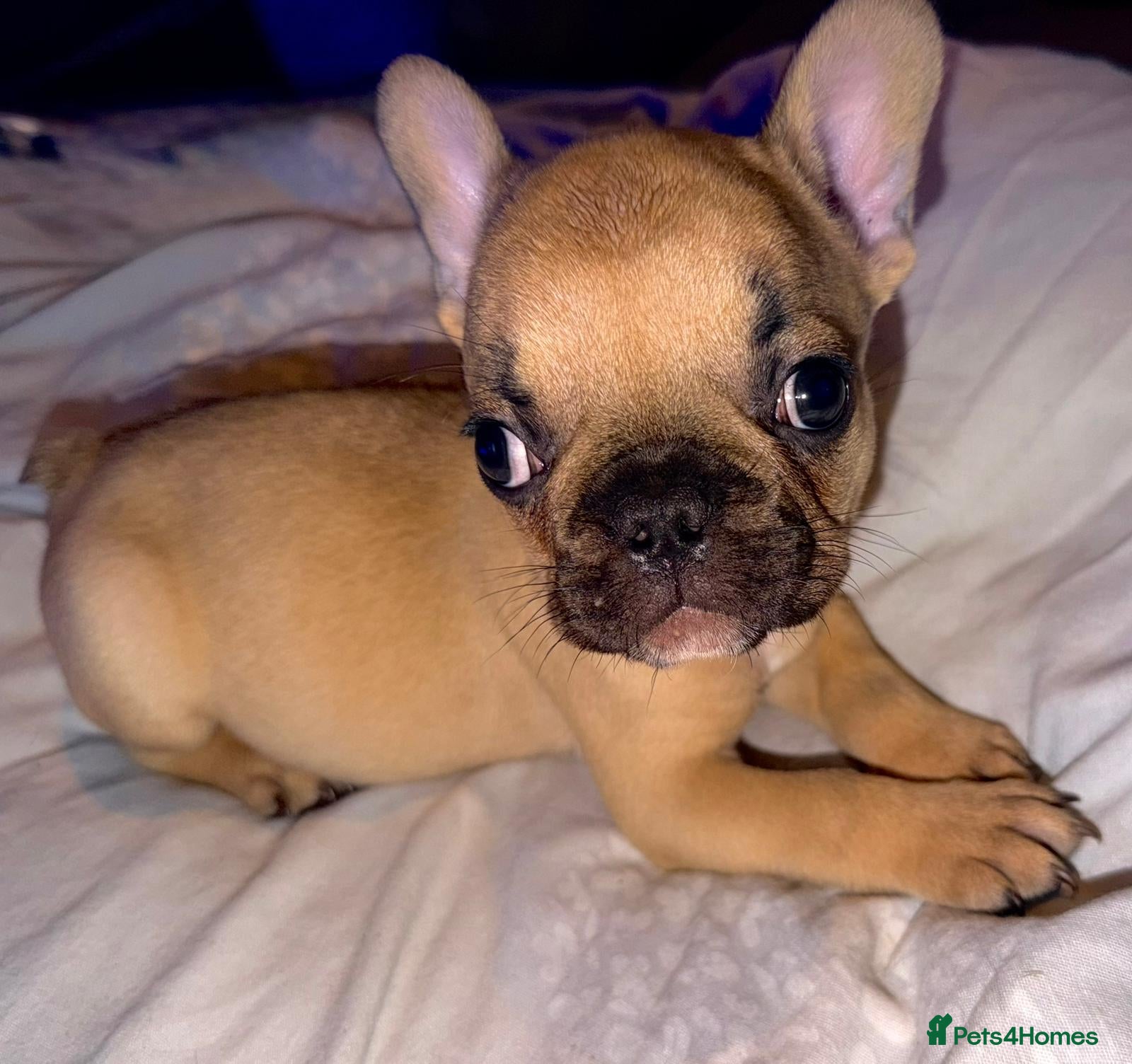 French Bulldog dogs French bulldog puppies  - Advert 5