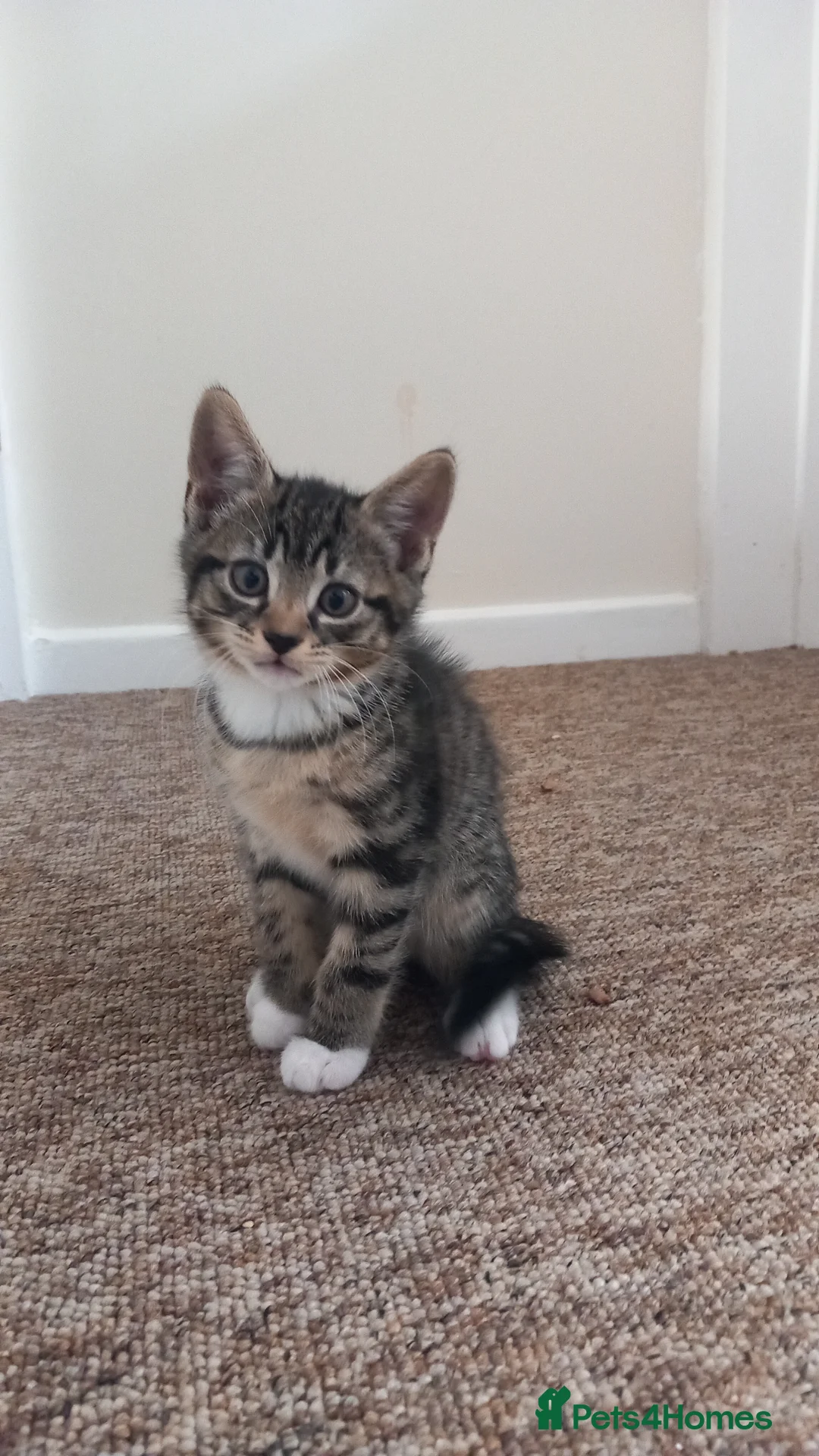 Mixed Breed cats for sale: Beautiful male tabby kitten  - Advert 7