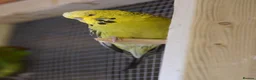 Budgerigars birds for sale:  Budgies  - Advert 15