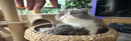 Persian cats for sale: GCCF Active Registered Persian - Advert 8