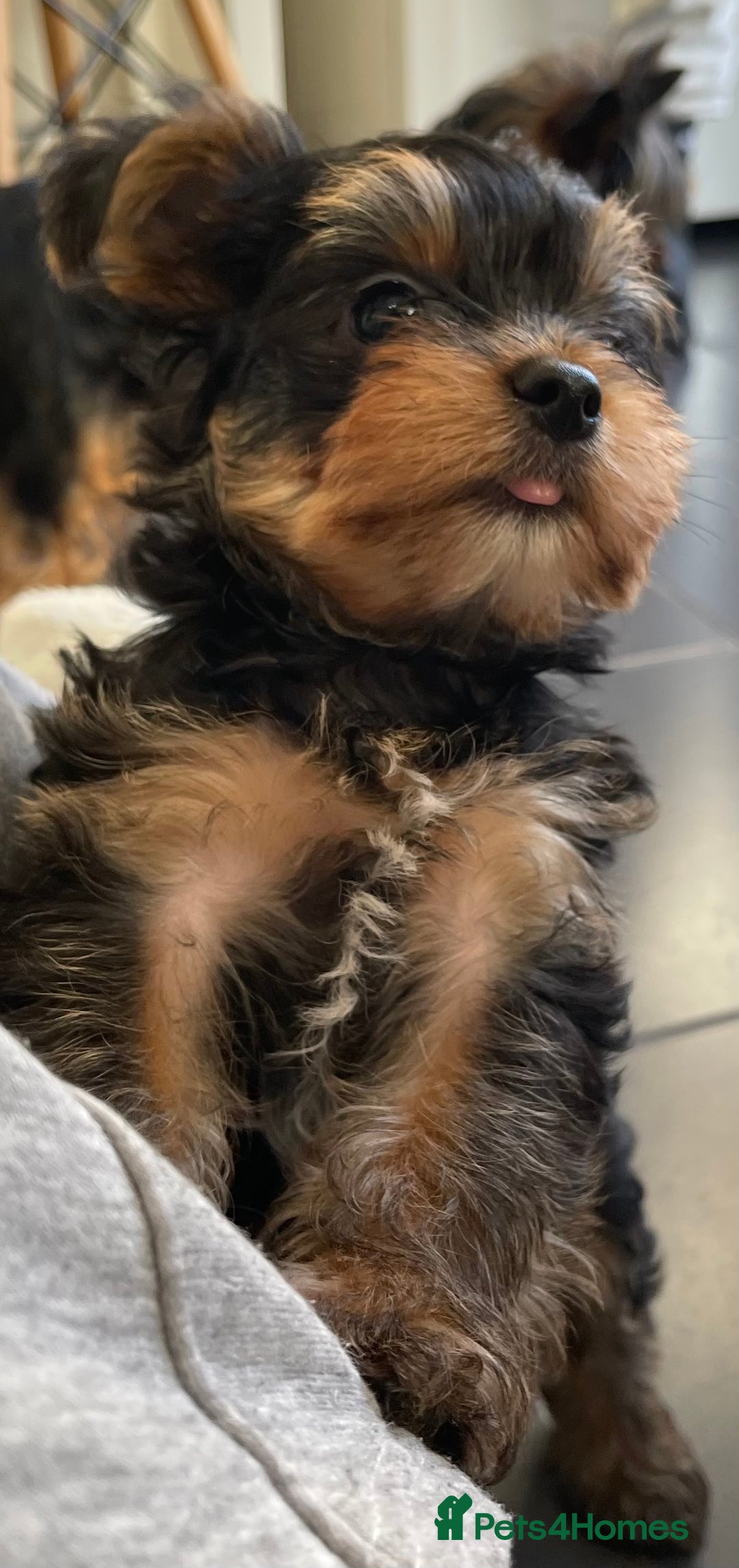 Yorkshire Terrier dogs for sale: Adorable Mini Yorkshire Terrier puppies - Advert 22