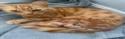 Mixed Breed cats for sale: Adorable male kitten - Advert 2