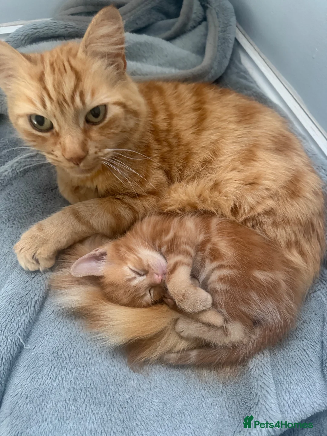 Mixed Breed cats for sale: Adorable male kitten - Advert 2