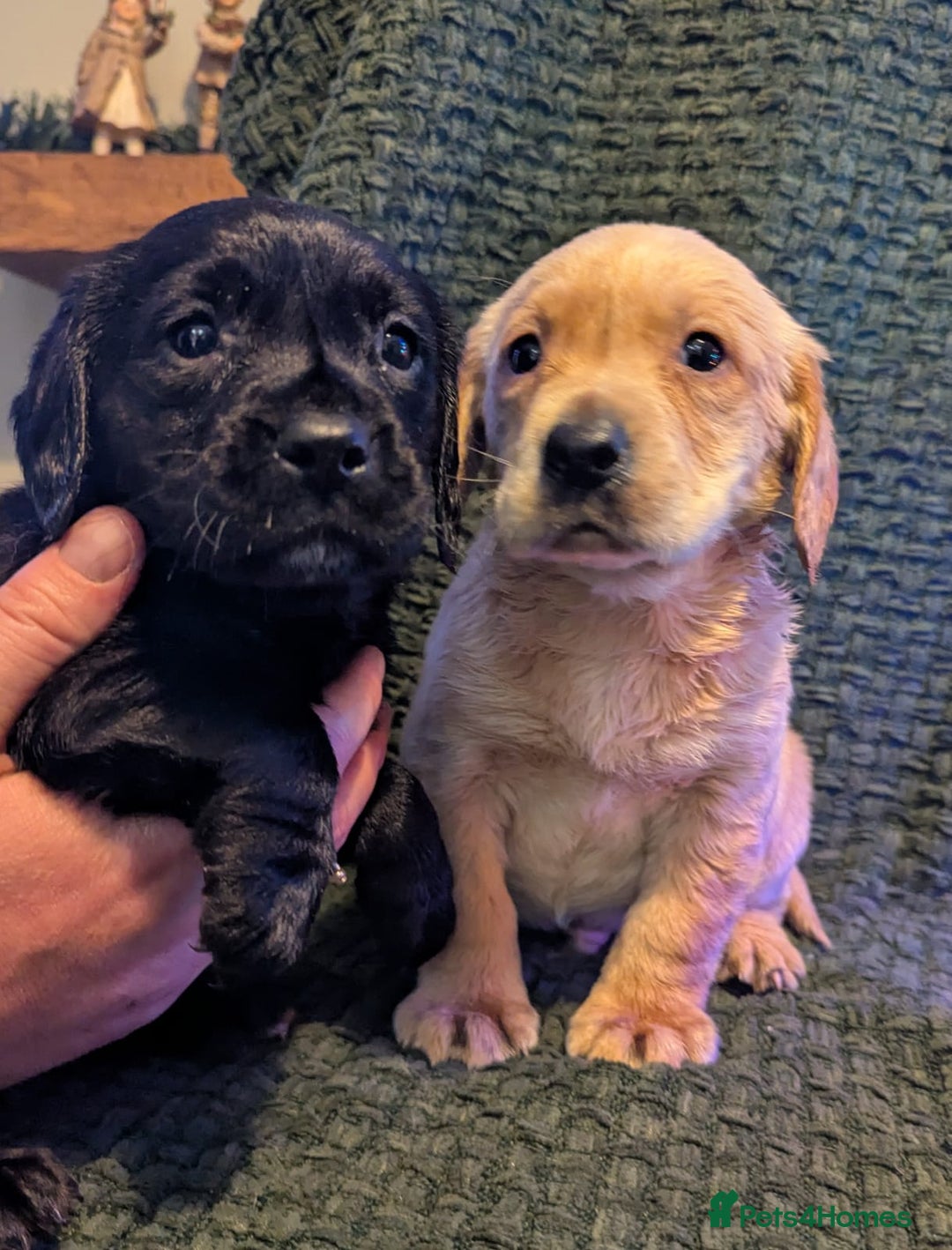 Cockerdor dogs for sale: Cockador Puppies - Advert 3