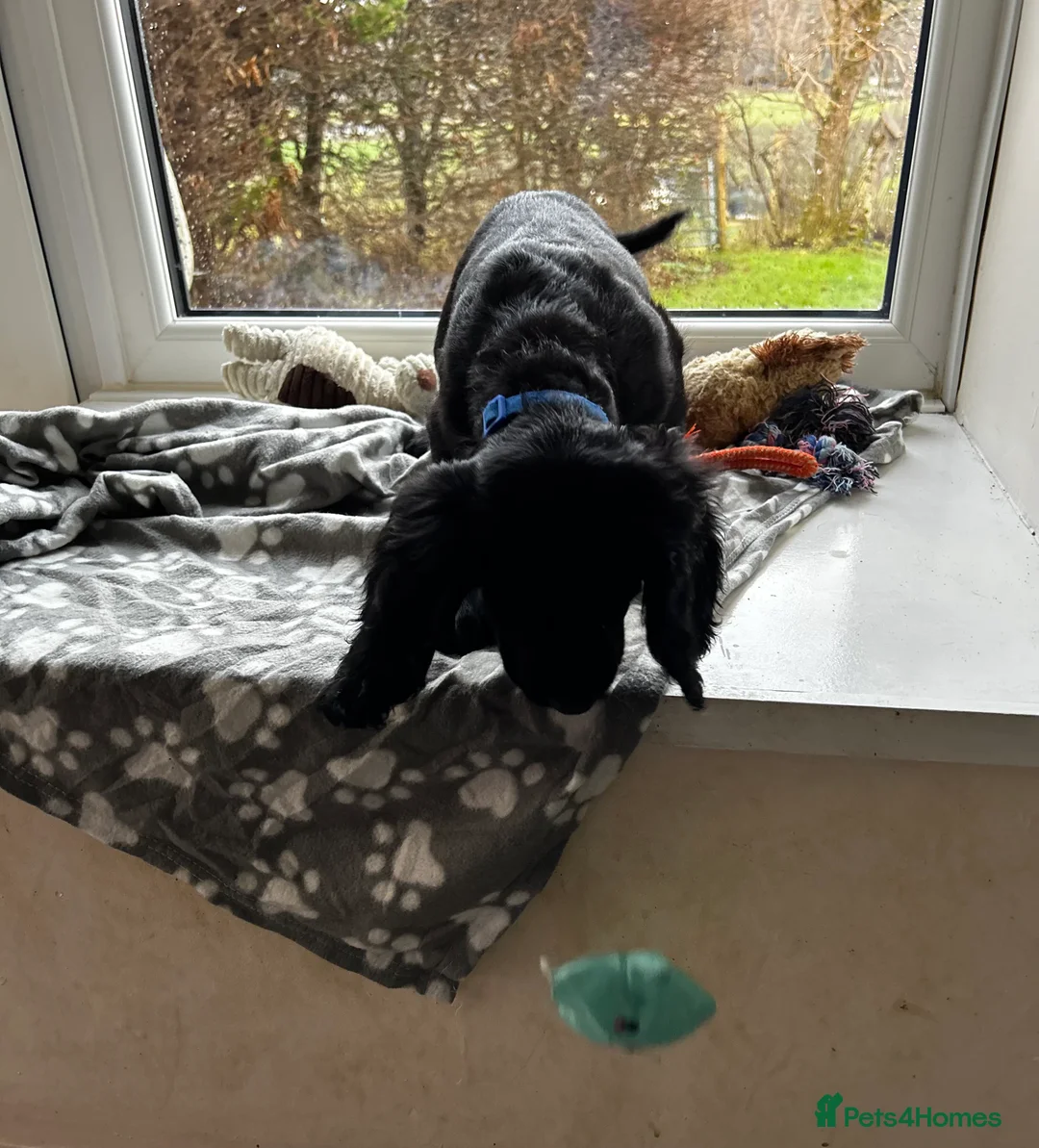 Cocker Spaniel dogs for sale: ✨ Cuddles Await from our Cocker Spaniel Pups  - Advert 8