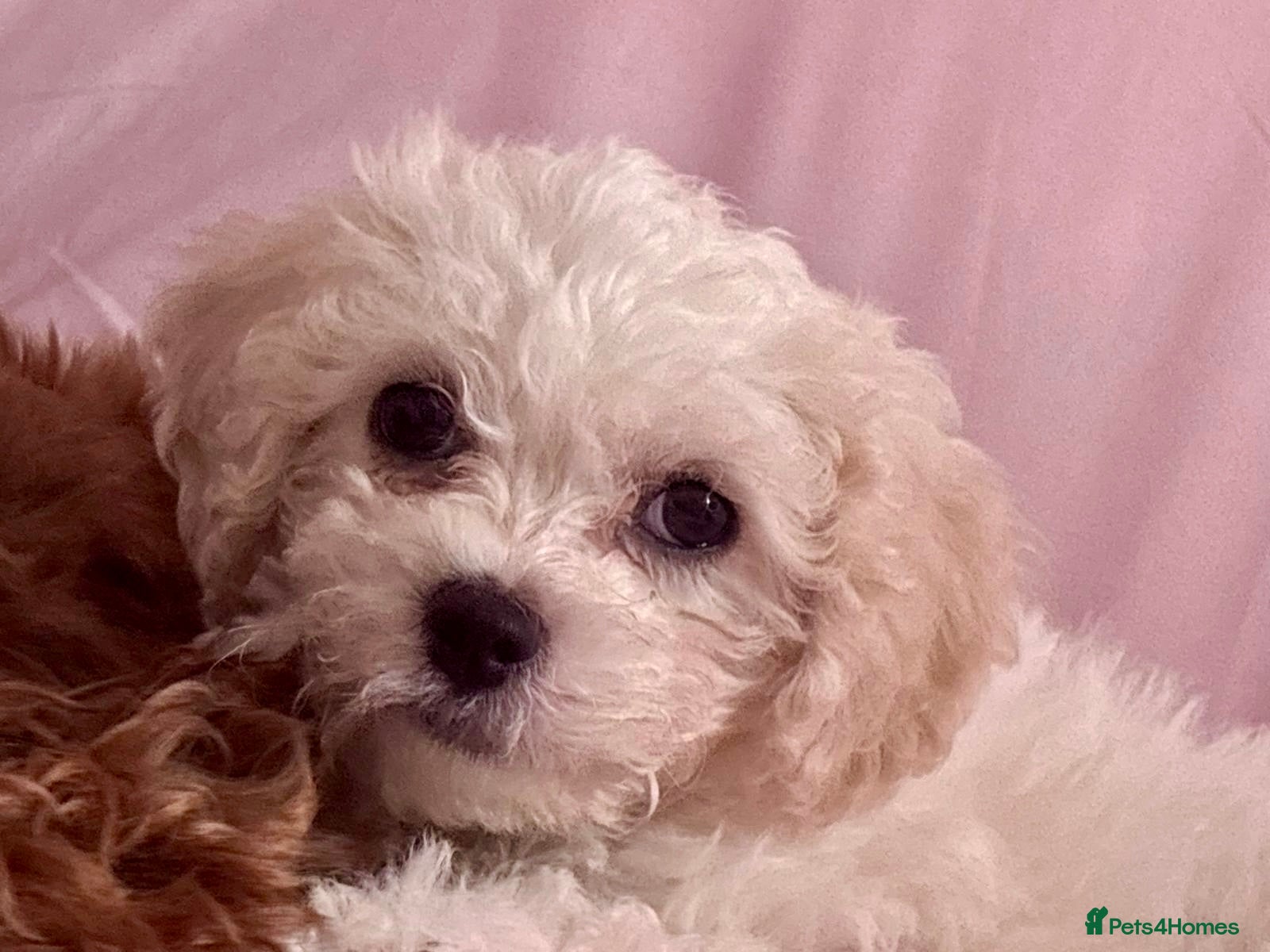 Cavapoo dogs Cavachon Female Puppy - Advert 5