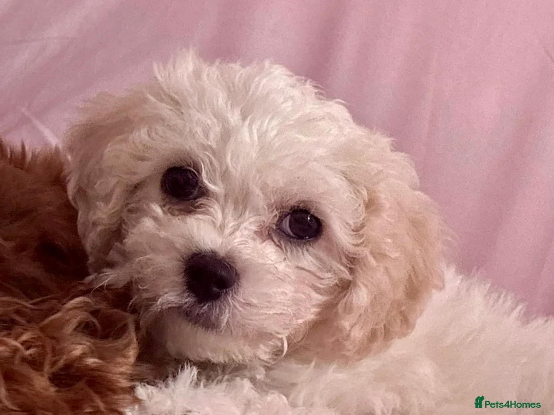 Cavapoo dogs for sale: Cavachon Female Puppy - Advert 1