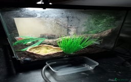 Gecko reptiles for sale: Crested gecko - Image 4