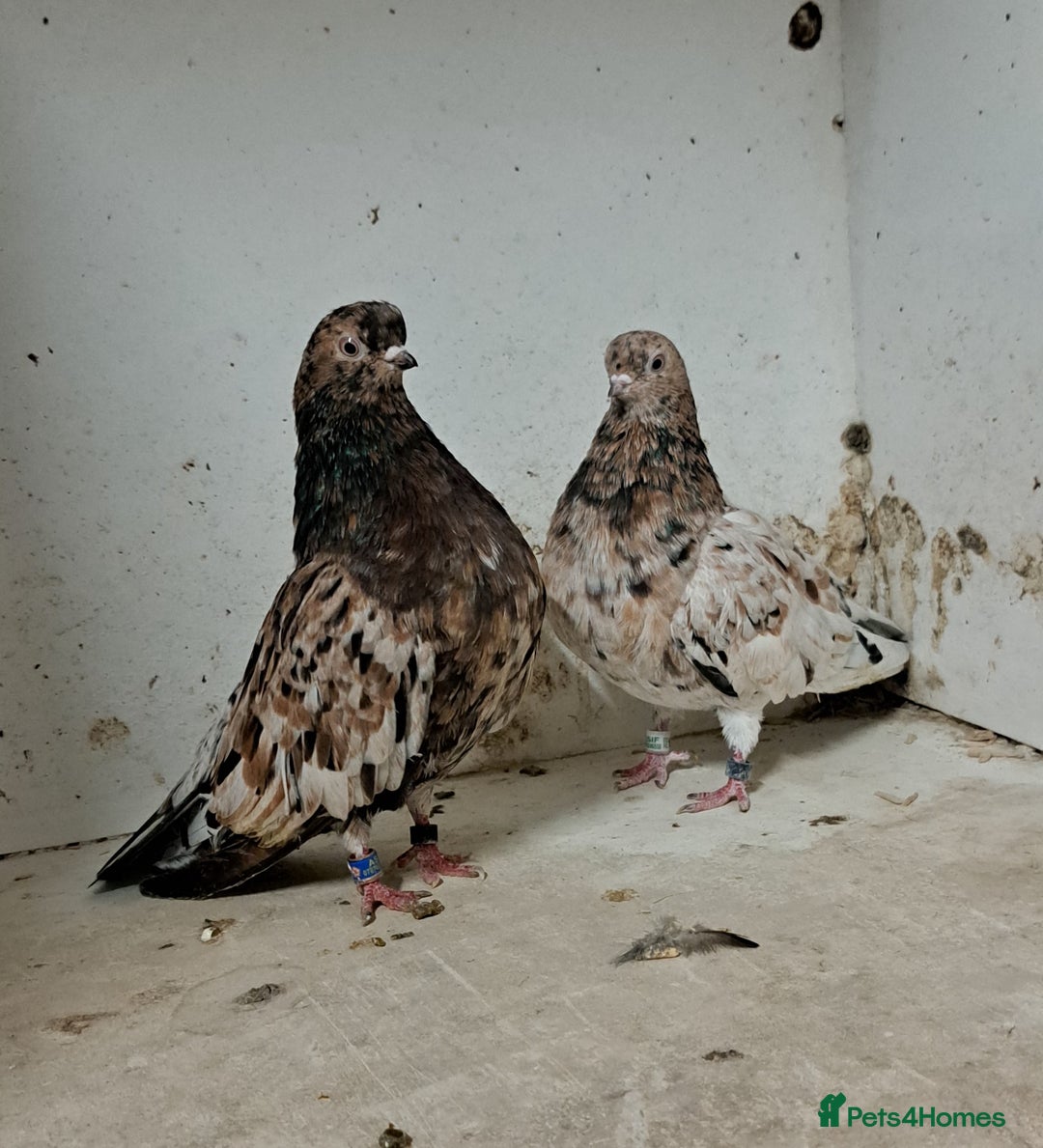 Pigeons birds for sale: Almond tumblers for sale  - Advert 2