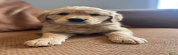 Golden Retriever dogs for sale: 1 Gorgeous Golden Retriever  Health Tested  - Advert 9