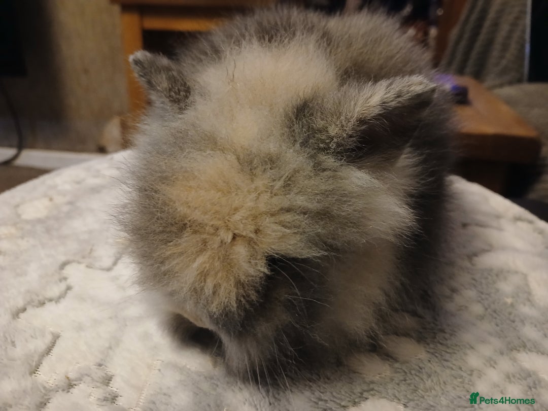 Lionhead rabbits for sale: Stunning DM Lionhead baby rabbits  - Advert 12