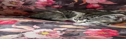 British Shorthair cats for sale: British shorthair kittens  in Birmingham - Advert 11