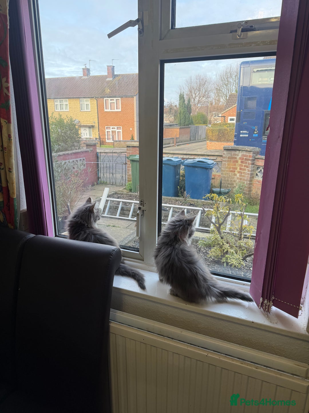 Maine Coon cats for sale: Maine Coon - Advert 27