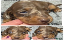 Miniature Dachshund dogs for sale: Quality KC/PRA clear Miniature Dachshund Puppies  - Image 15