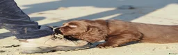 Sussex Spaniel dogs for sale: Sussex Spaniel Puppies Ready  in Pwllheli - Advert 4