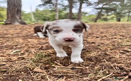 Border Collie dogs for sale: Border collie pups  - Image 3