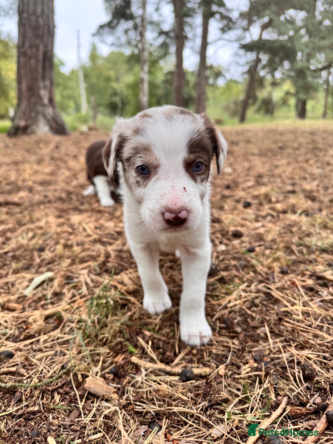 Border Collie dogs for sale: Border collie pups  - Image 3