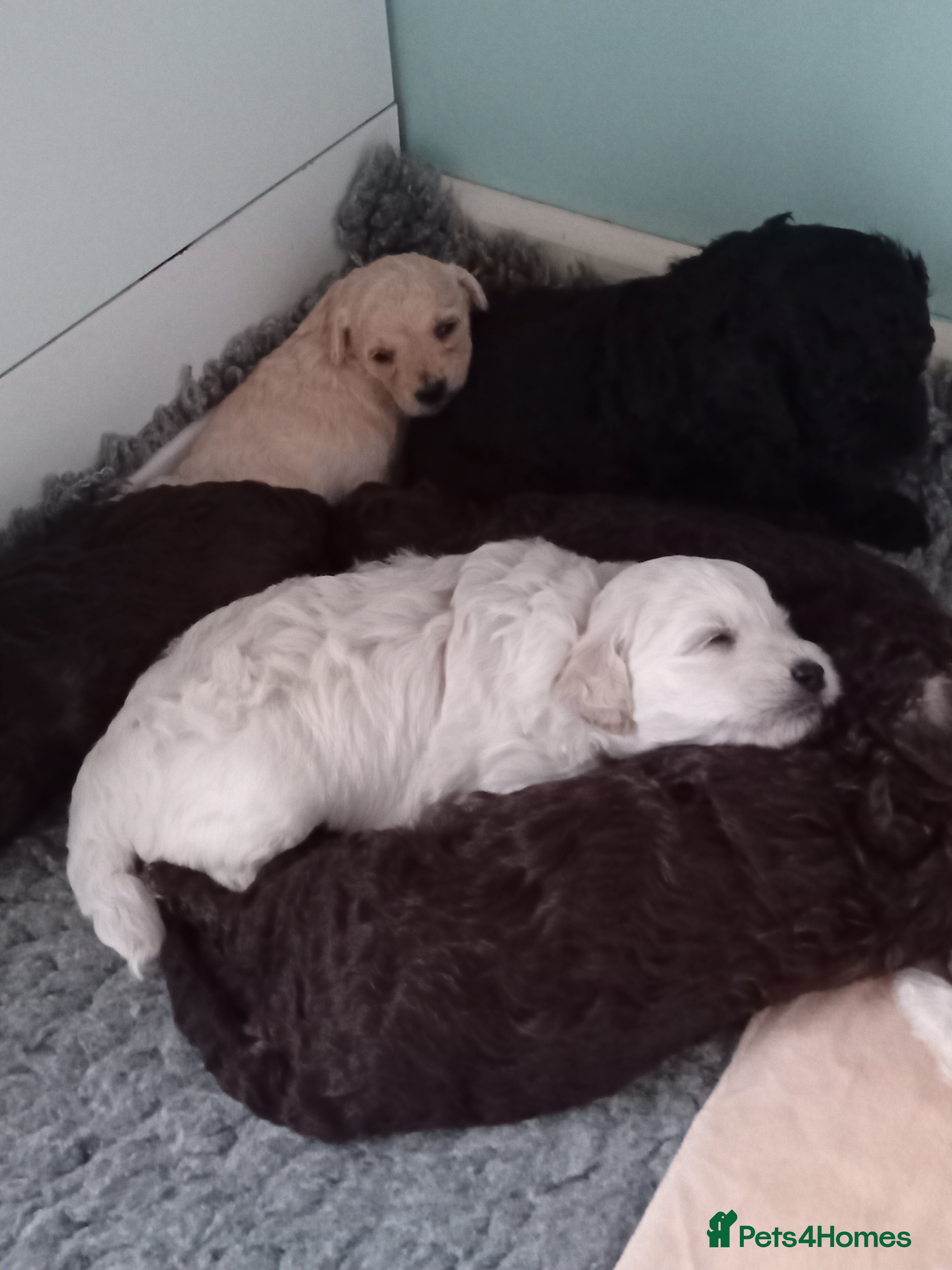 Mini Goldendoodle dogs Gorgeous Miniature Double Doodle puppies  - Advert 2