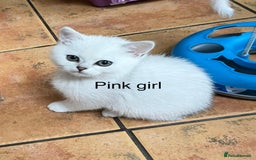 British Shorthair cats for sale: BSH Black Tipped GCCF Reg Kittens - Image 27