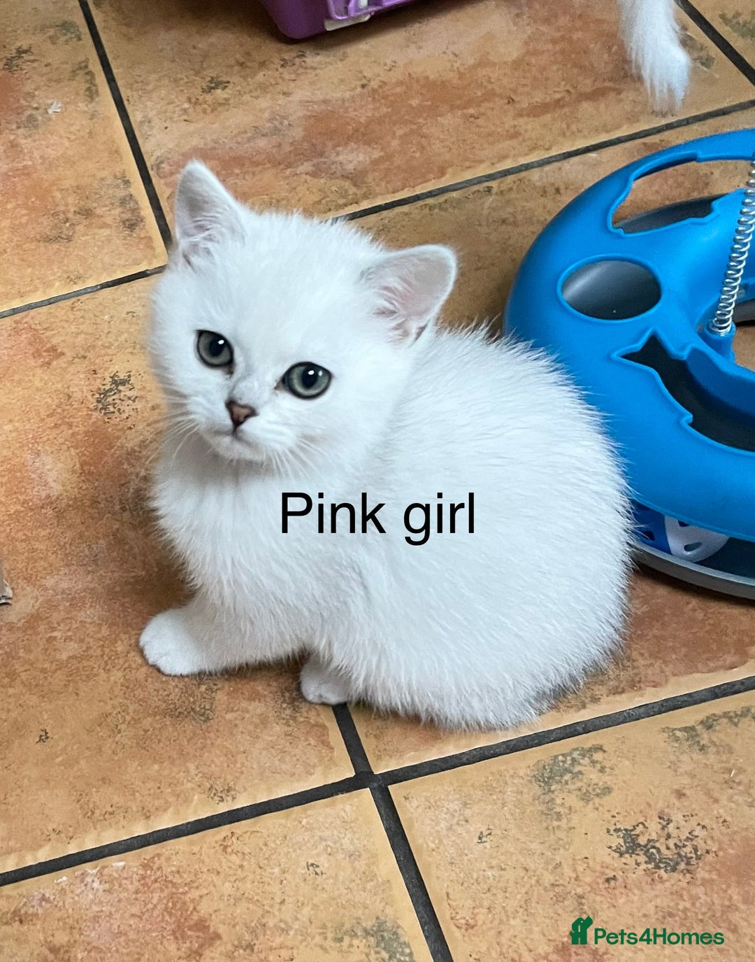 British Shorthair cats for sale: BSH Black Tipped GCCF Reg Kittens - Image 27