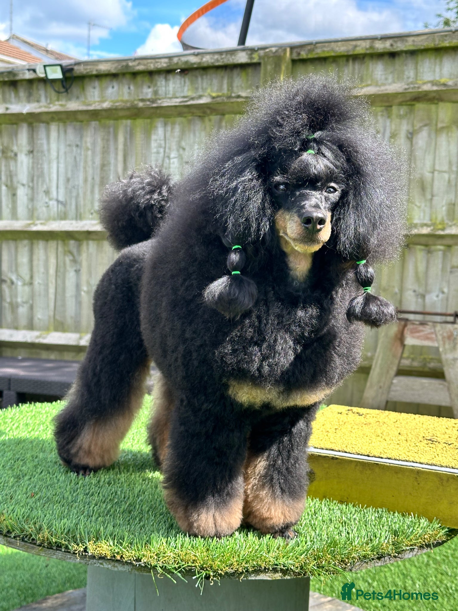 Miniature Poodle dogs Small RKC registered Miniature Phantom Poodle - Advert 2