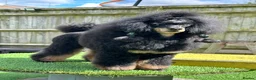 Miniature Poodle dogs for stud: Small RKC registered Miniature Phantom Poodle - Advert 2