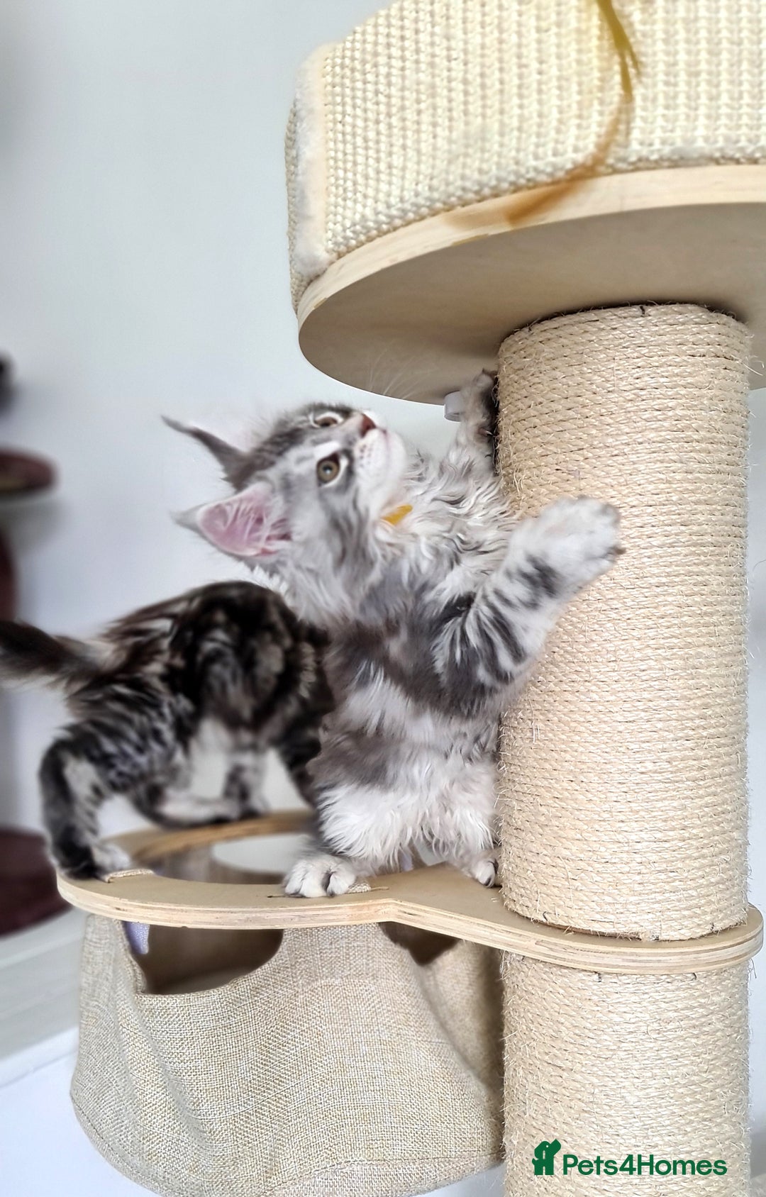Maine Coon cats for sale: PEDIGREE MAINE COON KITTENS 5 BOYS - Image 7