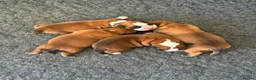 Boxer dogs for sale: Boxer puppies KC registered - family home!  - Advert 3