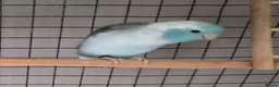 Parrots birds for sale: Celestial parrotlet  in Midhurst - Advert 2