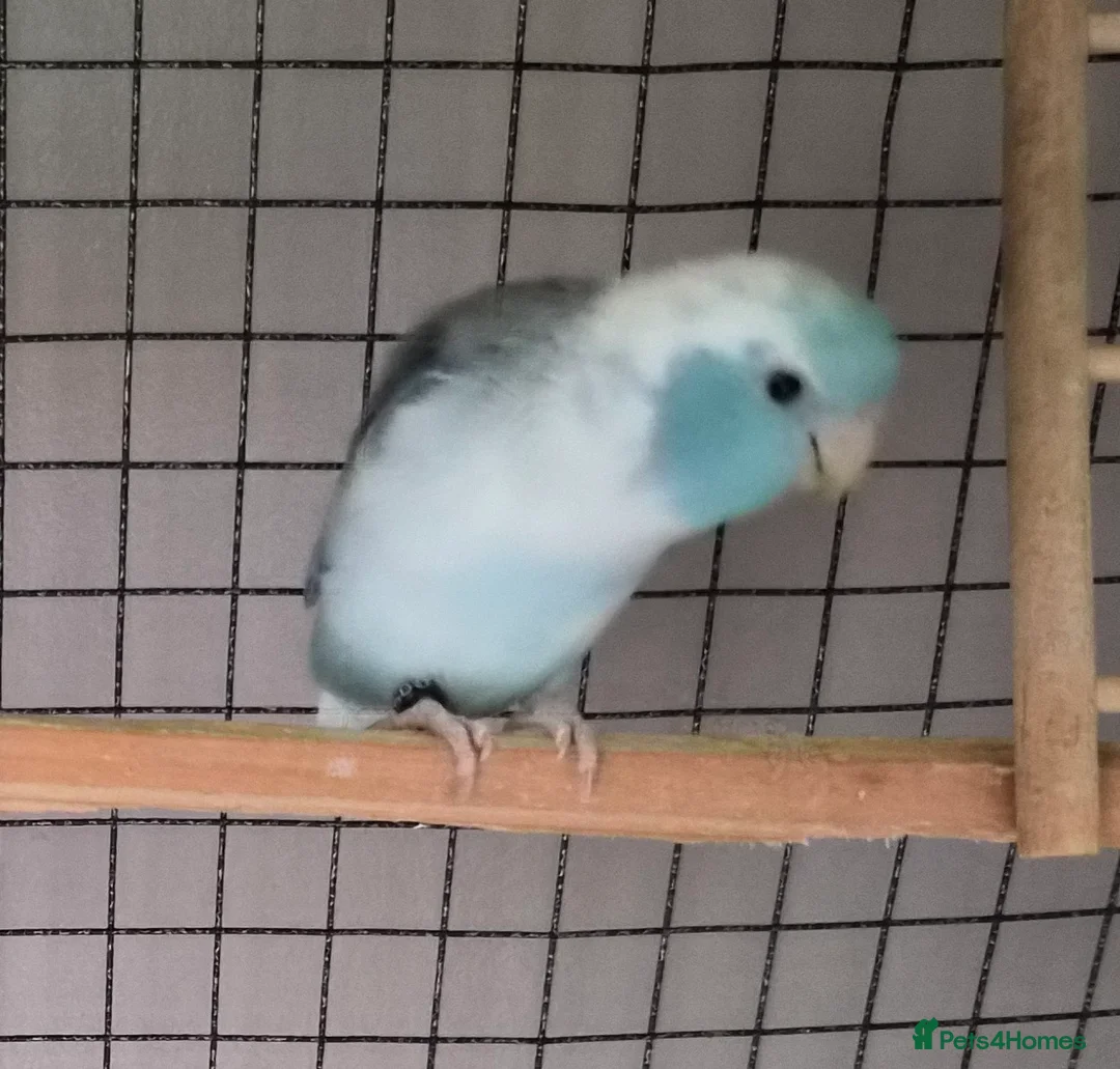 Parrots birds for sale: Celestial parrotlet  in Midhurst - Advert 2