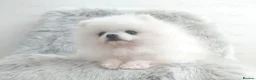 Pomeranian dogs for sale: Teddy Bear Pomeranian Boy - Advert 3