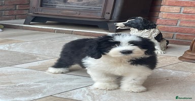 Old English Sheepdog dogs - Advert 2