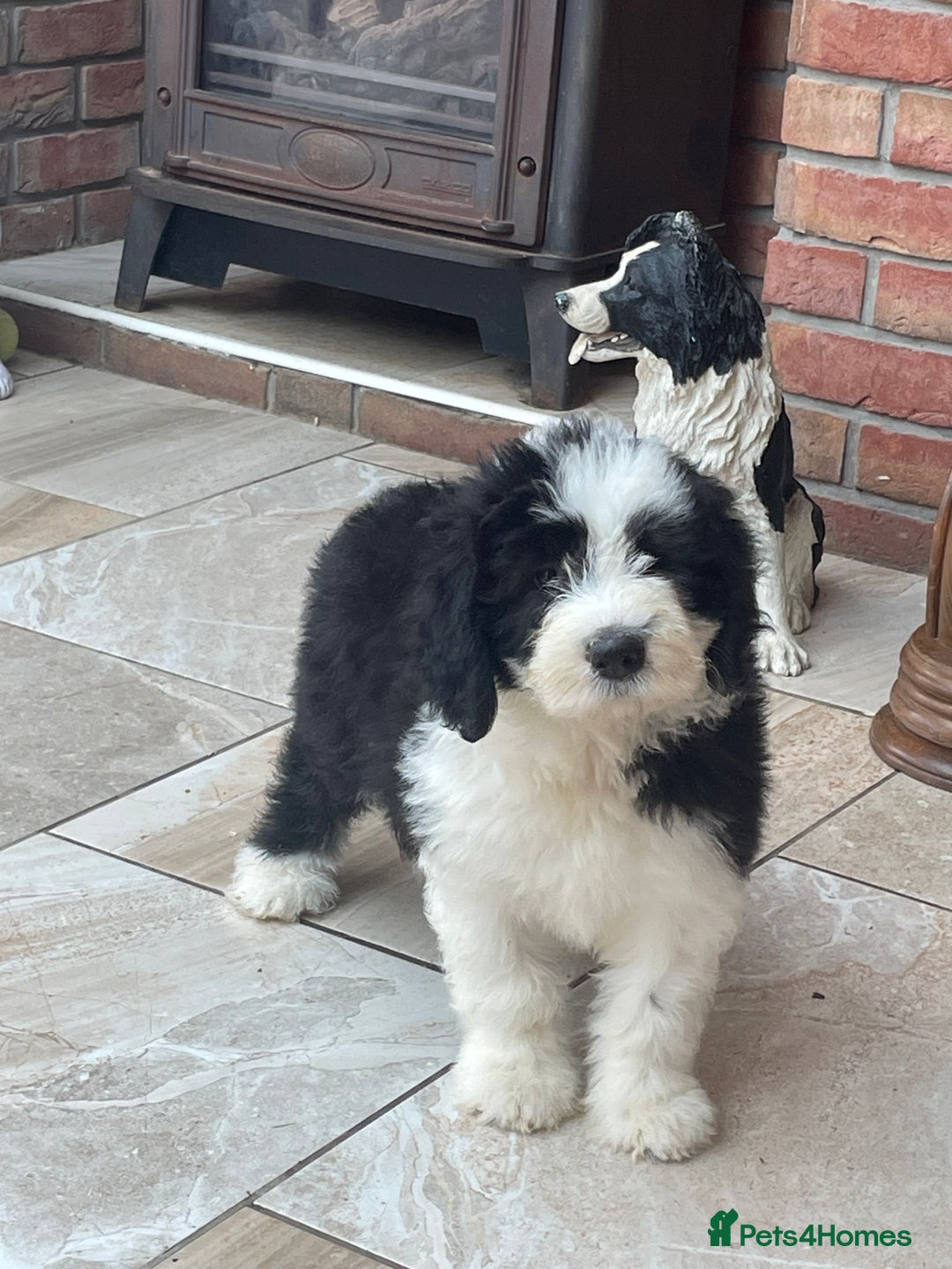 Old English Sheepdog dogs for sale: Kc old English sheep dog puppies  - Image 3