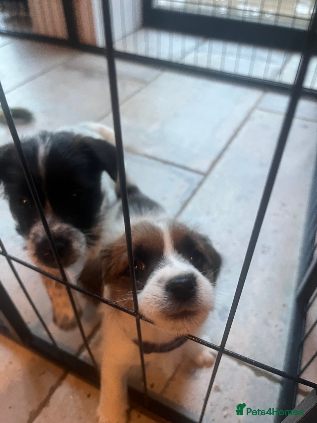 Parson Russell dogs for sale: Parsons Jack Cross Patterdale - Advert 7