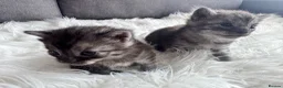 Egyptian Mau cats for sale: TICA Reg.Exceptional SILVER SMOKE EgyptianMAUxBeng - Advert 8