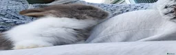 Mixed Breed rabbits for sale: Angora lion head  - Advert 8
