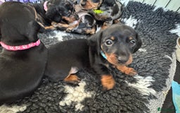 Miniature Dachshund dogs for sale: Miniature Dachshund puppies - Image 8