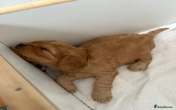 Cavapoo dogs for sale: 6 Beautiful Toy Cavapoo Girls  - Image 24