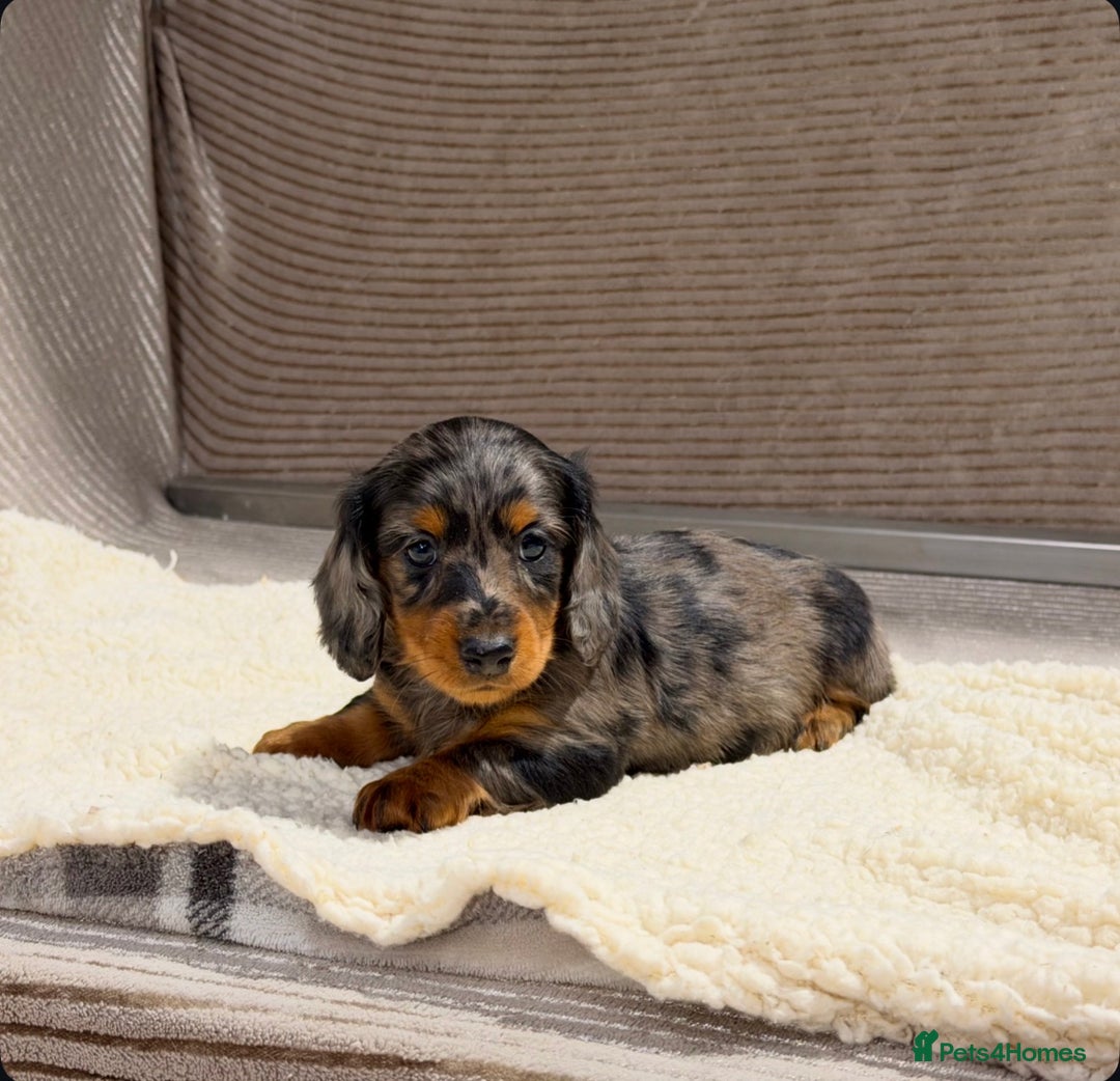 Miniature Dachshund dogs for sale: STUNNING LONG HAIRED KC MINI DACHSHUND PUPPIES - Advert 13