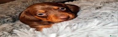 Miniature Dachshund Puppy 2