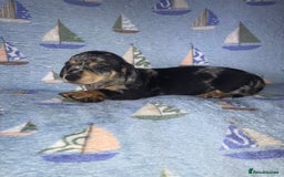 Chiweenie dogs for sale: Chihuahua Cross Puppies   - Image 4