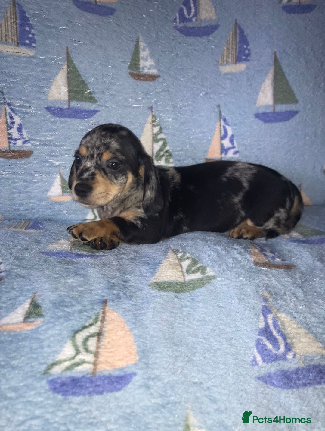 Chiweenie dogs for sale: Chihuahua Cross Puppies   - Image 4