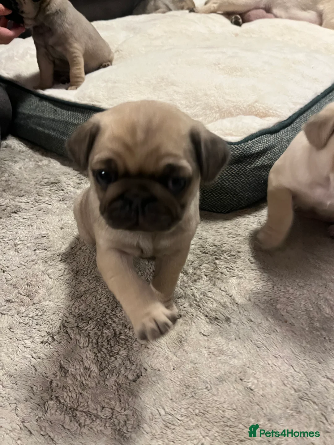 Pug dogs for sale: Top quality Pedigree pugs kc registered leeds - Advert 14