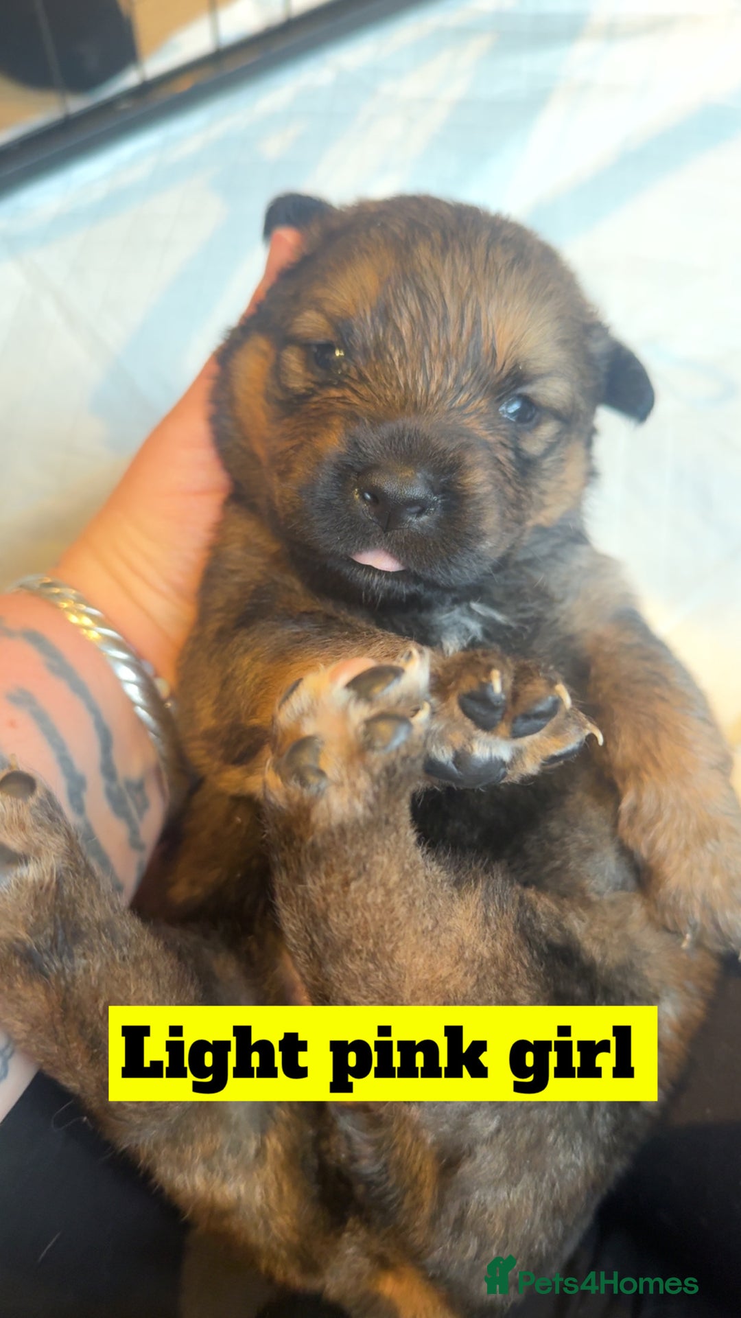 Mixed Breed dogs for sale: Rottweiler x Akita  - Image 7