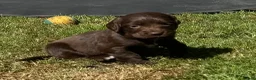 Cocker Spaniel dogs for sale: Beautiful litter of cocker spaniel puppies in Pontypool - Advert 14
