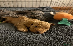 Mixed Breed dogs for sale: Miniature Poodles - Image 9
