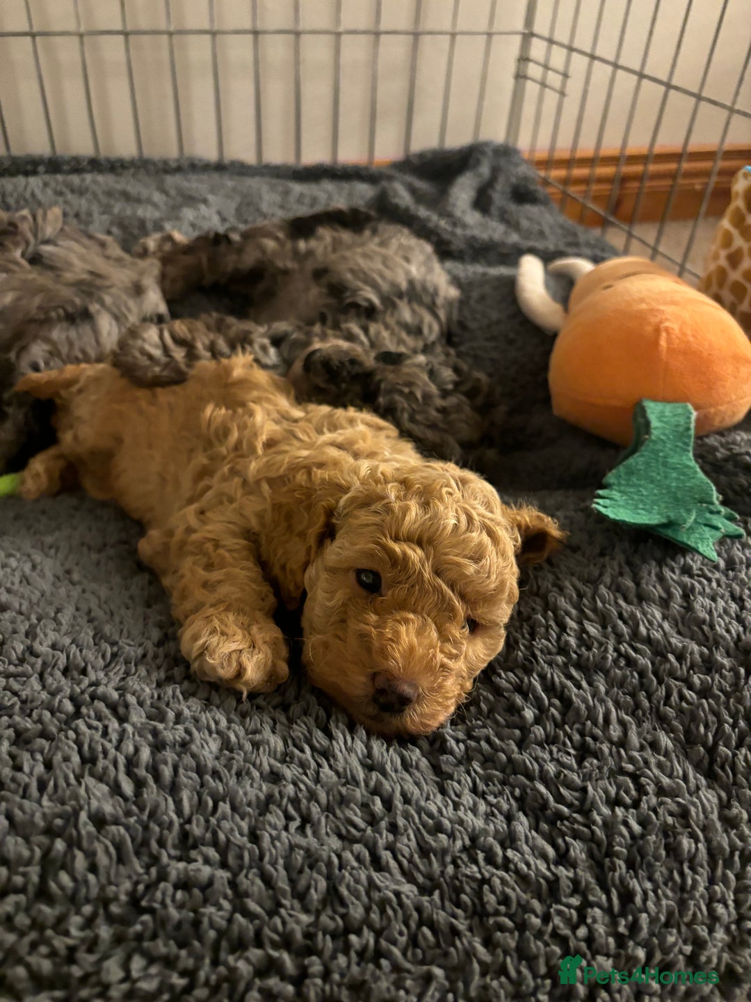 Mixed Breed dogs for sale: Miniature Poodles - Image 9