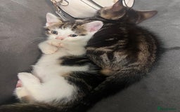 Domestic Shorthair cats for sale:  Beautiful tabby x British Short Hair ready - Advert 14